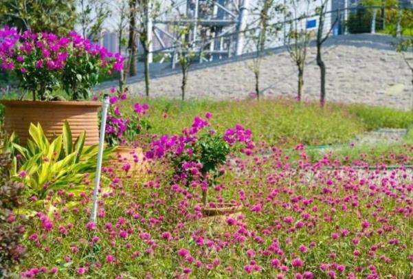 佛山春季赏花好去处 花海景点推荐