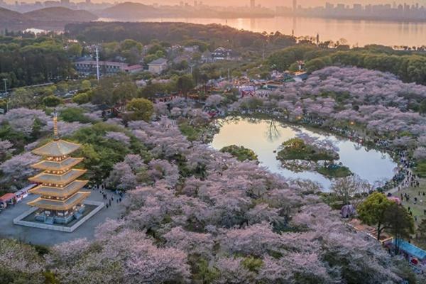 东湖樱花园游玩攻略