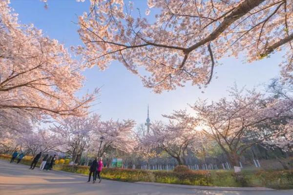 青岛春天旅游攻略必去景点