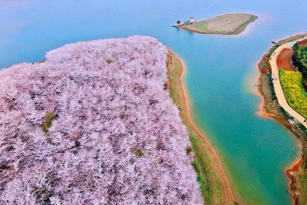 贵州平坝樱花园在哪里 地址及交通指南