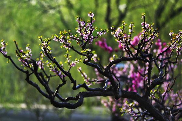 北京海棠花溪每年几月去最好 最佳观赏时间