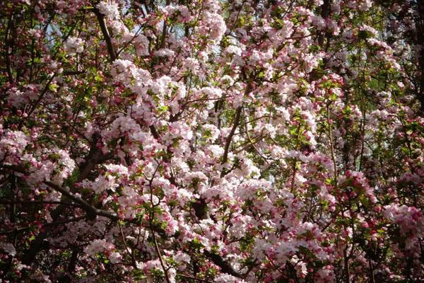 北京海棠花溪每年几月去最好 最佳观赏时间