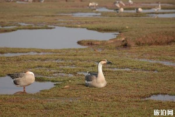 鄱阳湖国家自然保护区 鄱阳湖水上公路什么时候去最好 鄱阳湖国家自然保护区攻略