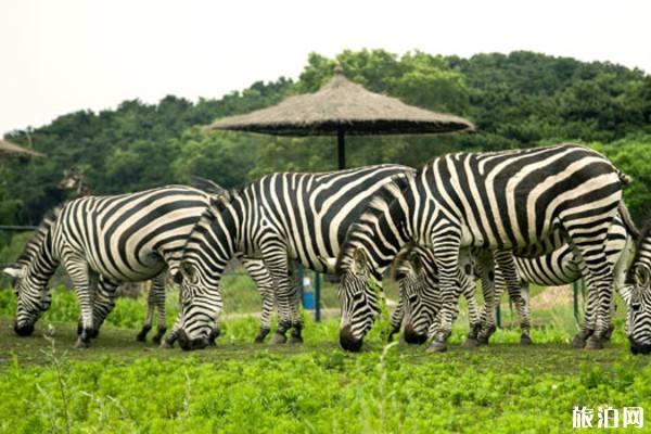 沈阳森林动物园门票多少钱 沈阳森林动物园怎么去