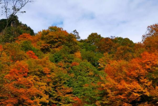 光雾山观赏红叶最佳游览路线