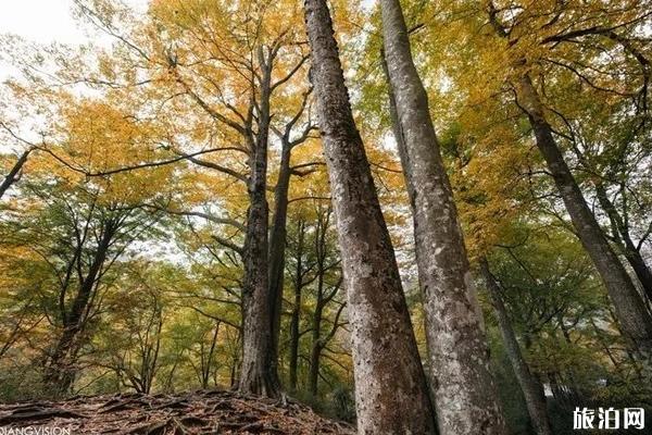 光雾山有什么景点 光雾山登山攻略