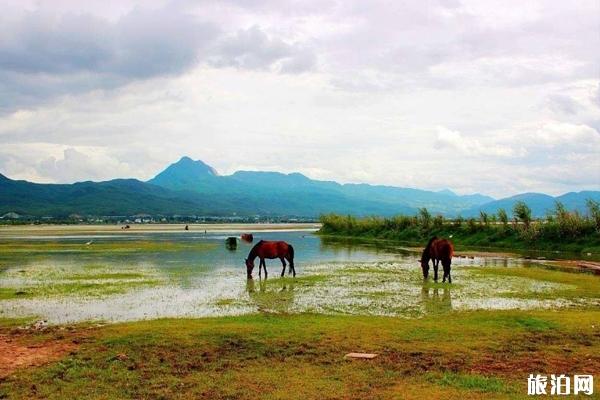 拉市海湿地公园好玩吗 拉市海马场的三条线路