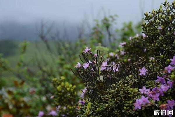 九顶山 九顶山和九鼎山是一个地方吗 九顶山自驾游攻略