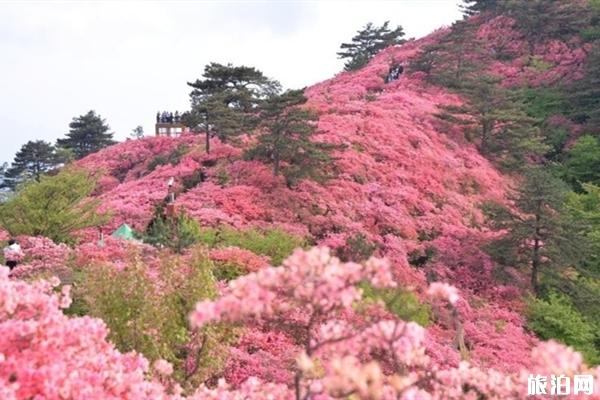 麻城龟峰山杜鹃花攻略 麻城龟峰山在哪里停车