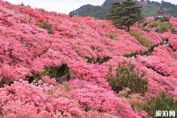 麻城龟峰山杜鹃花攻略 麻城龟峰山在哪里停车