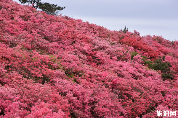 麻城龟峰山杜鹃花攻略 麻城龟峰山在哪里停车