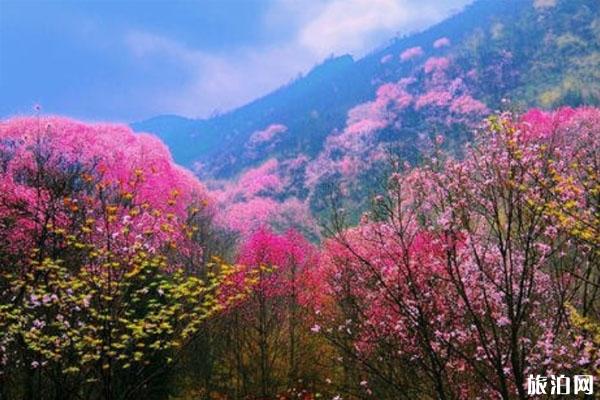 北川药王谷门票多少钱 景点介绍