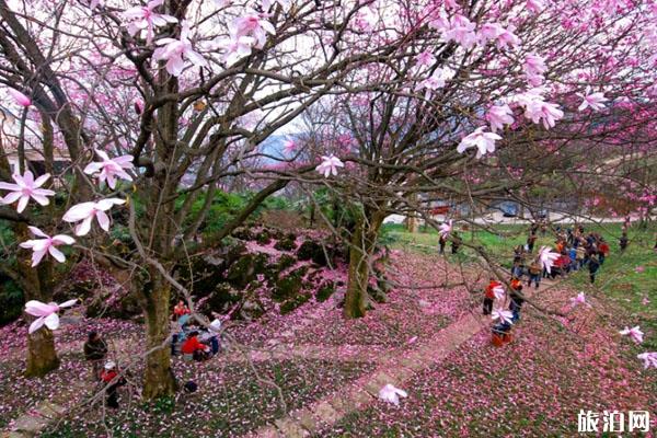 北川药王谷门票多少钱 景点介绍