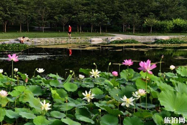 北京玉渊潭公园门票价格及开放时间-樱花什么时候开