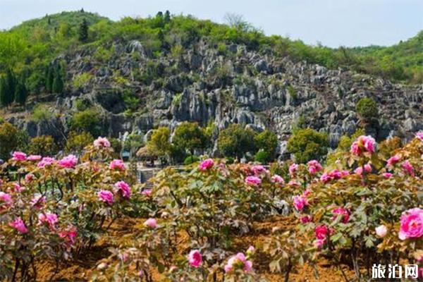 南陵丫山花海石林风景区介绍 丫山花海石林牡丹花开攻略