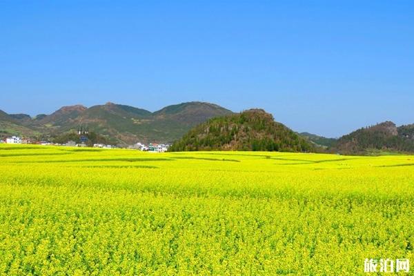 罗平油菜花海门票多少钱 罗平油菜花观赏攻略