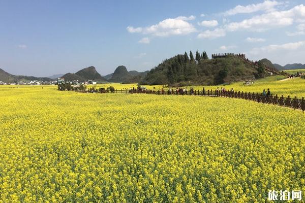 罗平油菜花海门票多少钱 罗平油菜花观赏攻略