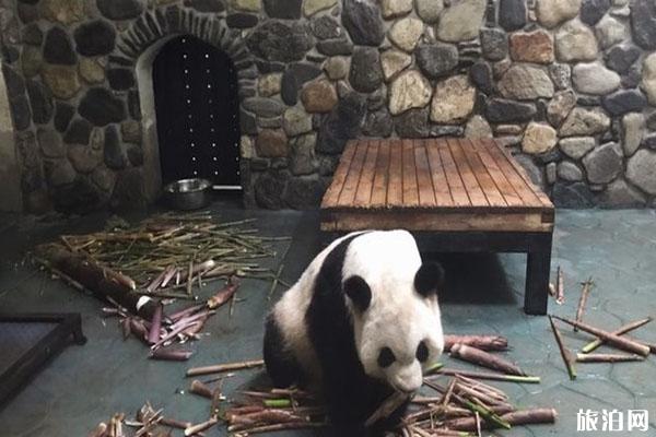 佛坪熊猫谷旅游区怎么样 佛坪熊猫谷一日游攻略