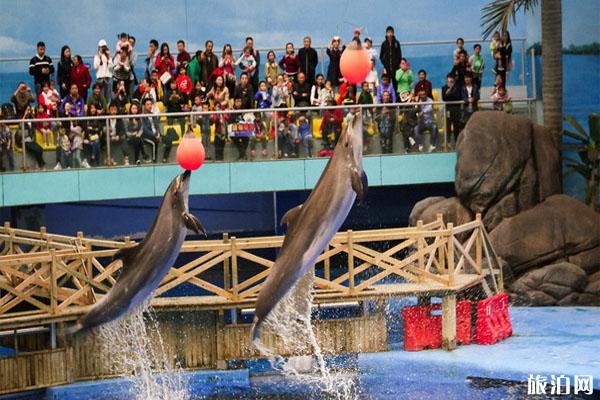 成都海昌极地海洋世界门票多少钱 成都海昌极地海洋公园攻略