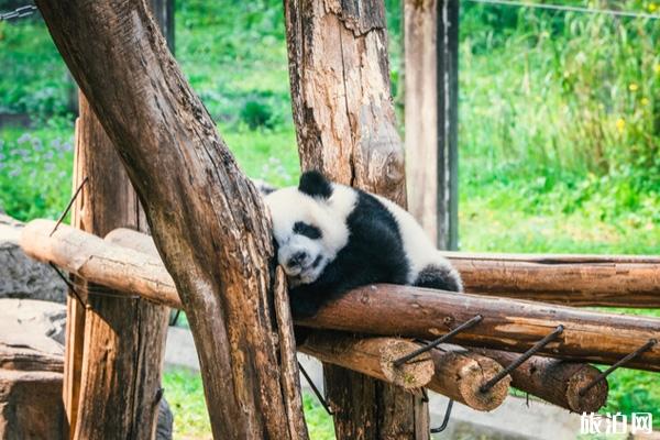 重庆动物园开放时间门票价格及游玩攻略