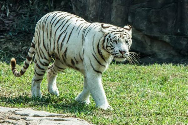 杭州野生动物世界旅游攻略 交通门票信息