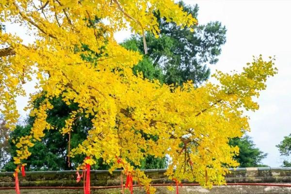 成都云顶山风景区地址简介及游玩攻略