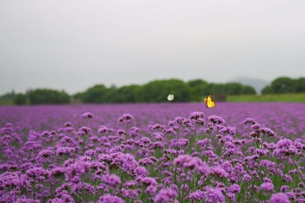 新沙岛玫瑰园旅游攻略 交通门票信息