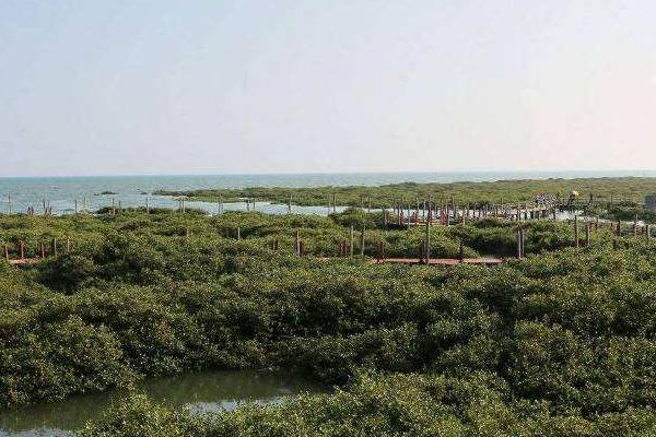 金海湾红树林生态旅游区在哪里 门票信息及交通攻略