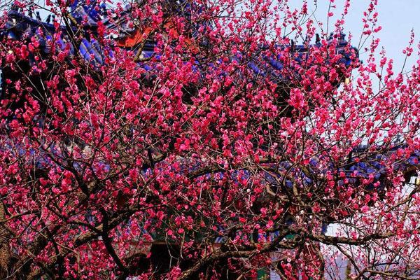 南京梅花山旅游景区介绍 门票多少钱