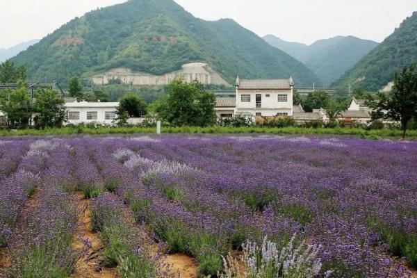 天留山森林公园门票多少钱 天留山森林公园好玩吗