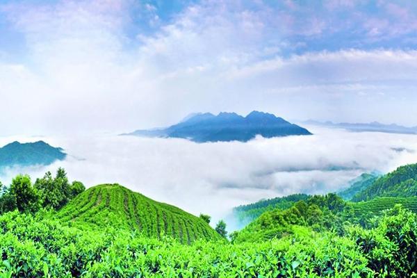 南山茶海旅游风景区怎么样 南山茶海门票价格