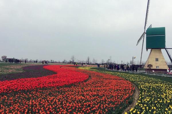 荷兰花海门票多少钱一张 什么时候去最好