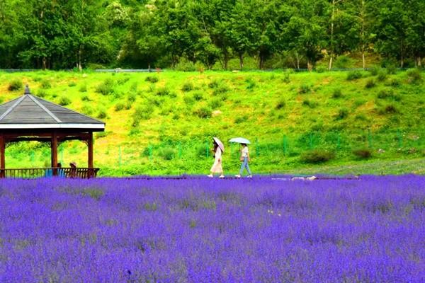 松潘薰衣草基地门票地址及景区介绍