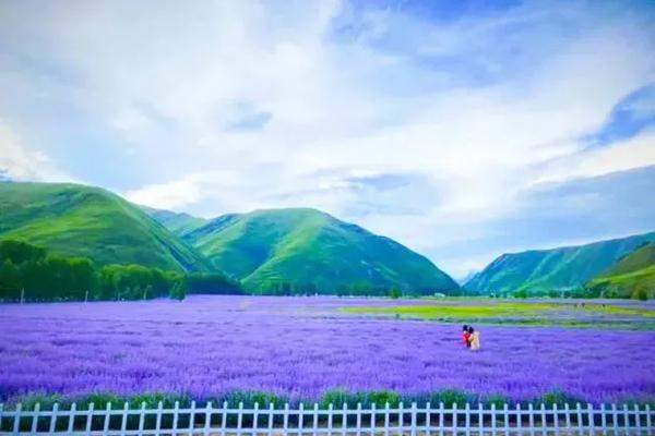 新都桥薰衣草基地地址交通及景区介绍