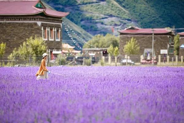 新都桥薰衣草基地地址交通及景区介绍