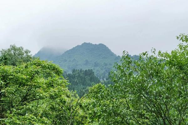 彭州中坝原始森林地址及景区介绍