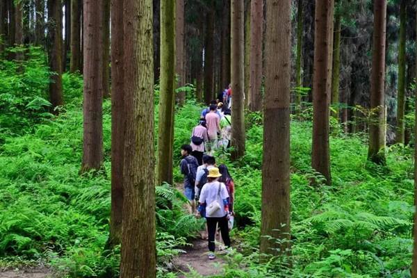 彭州中坝原始森林地址及景区介绍