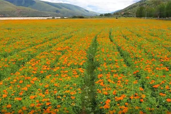 炉霍万寿菊花海地址及景区介绍