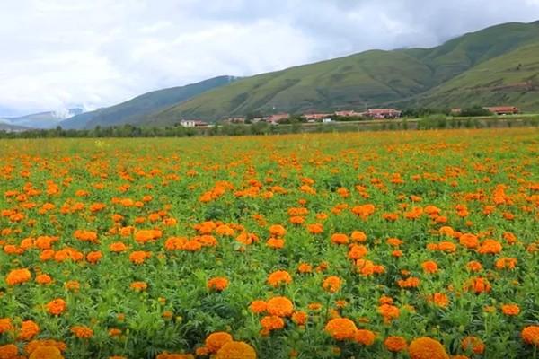 炉霍万寿菊花海地址及景区介绍