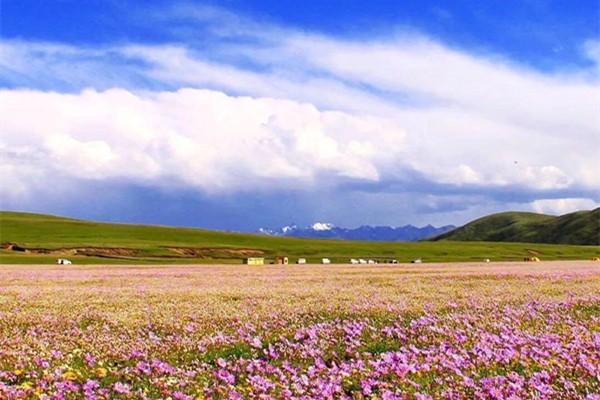 俄么塘花海景区在哪里-景区介绍