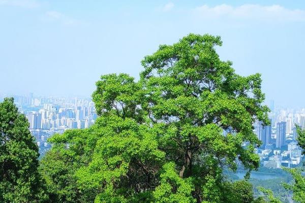 合肥大蜀山森林公园开放时间及旅游攻略