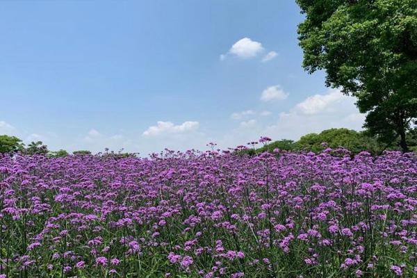 上海薰衣草公园门票价格开放时间及游玩攻略