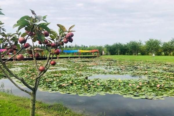 西沙花之谷好玩吗门票及游玩攻略