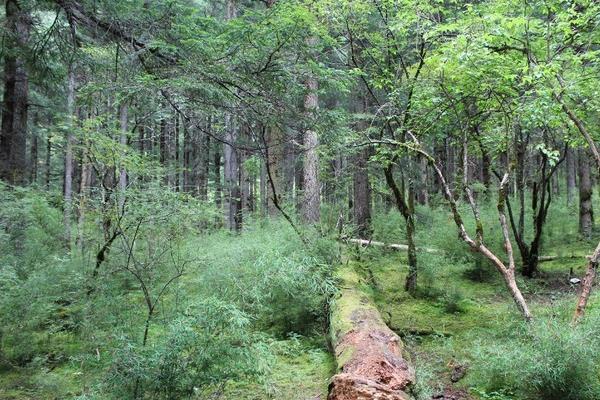 阿坝九寨沟原始森林地址介绍及攻略