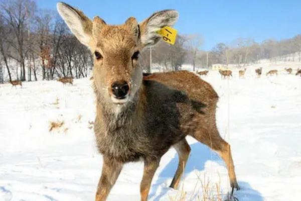 平山神鹿滑雪场门票价格及游玩攻略