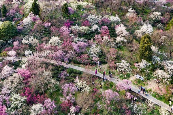 南京梅花山门票收费标准及游玩攻略