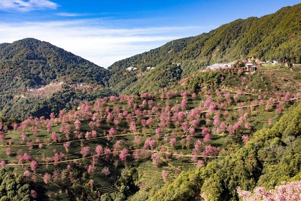 无量山樱花谷游玩攻略 无量山樱花谷门票多少钱