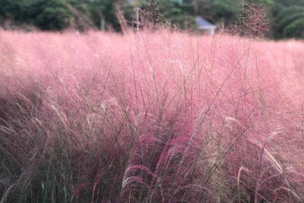 2022佛山粉黛草花海在哪里